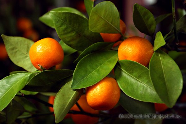 Clementine Branch