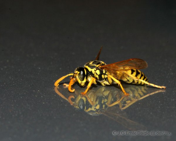 Reflected Wasp